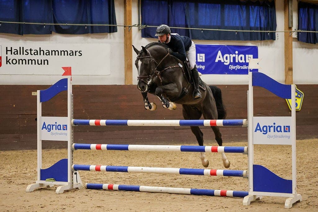 Dominant BTB – Dominator 2000 Z × Baloubet du Rouet
