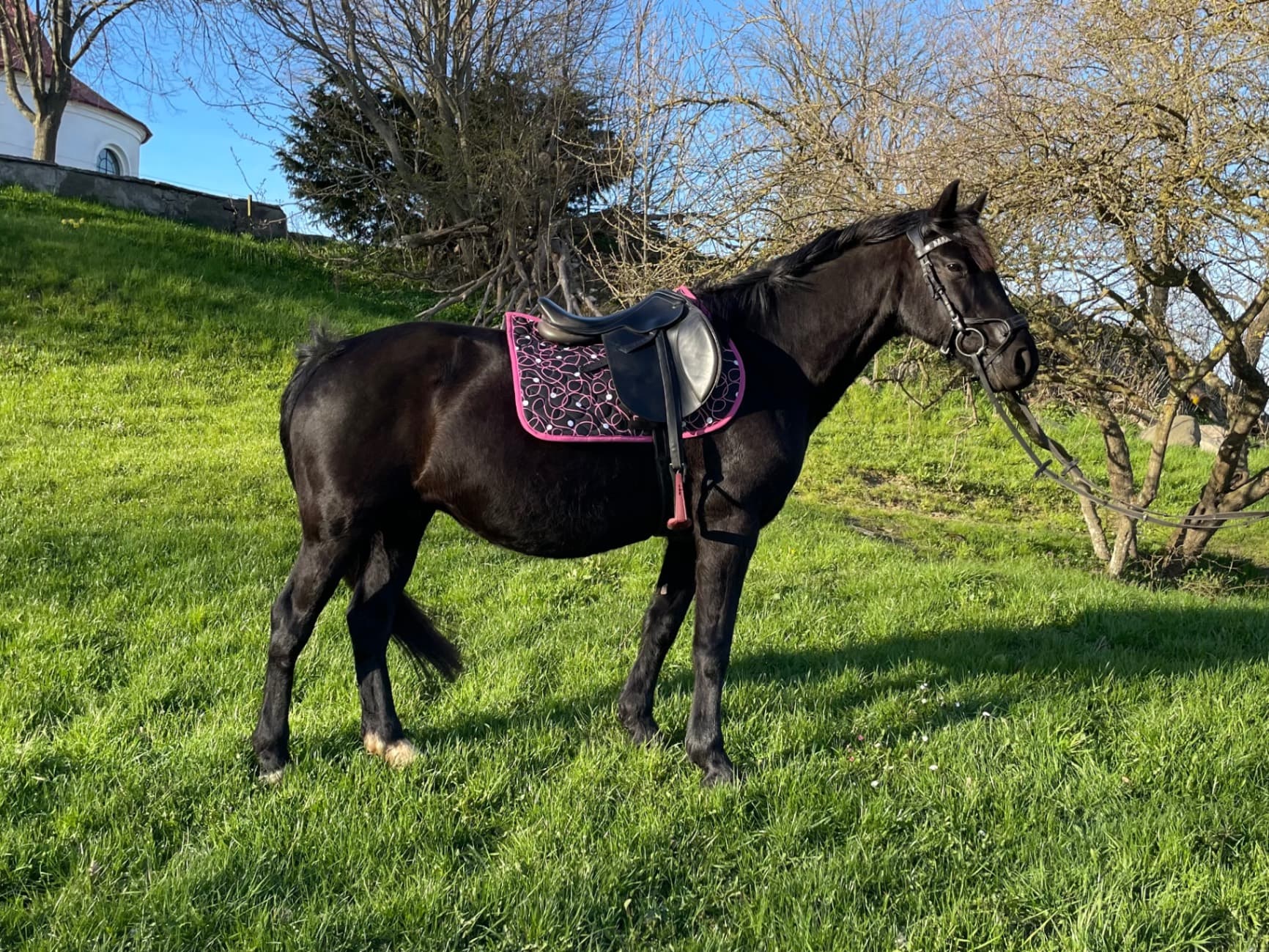 Lyxig ”tanthäst”