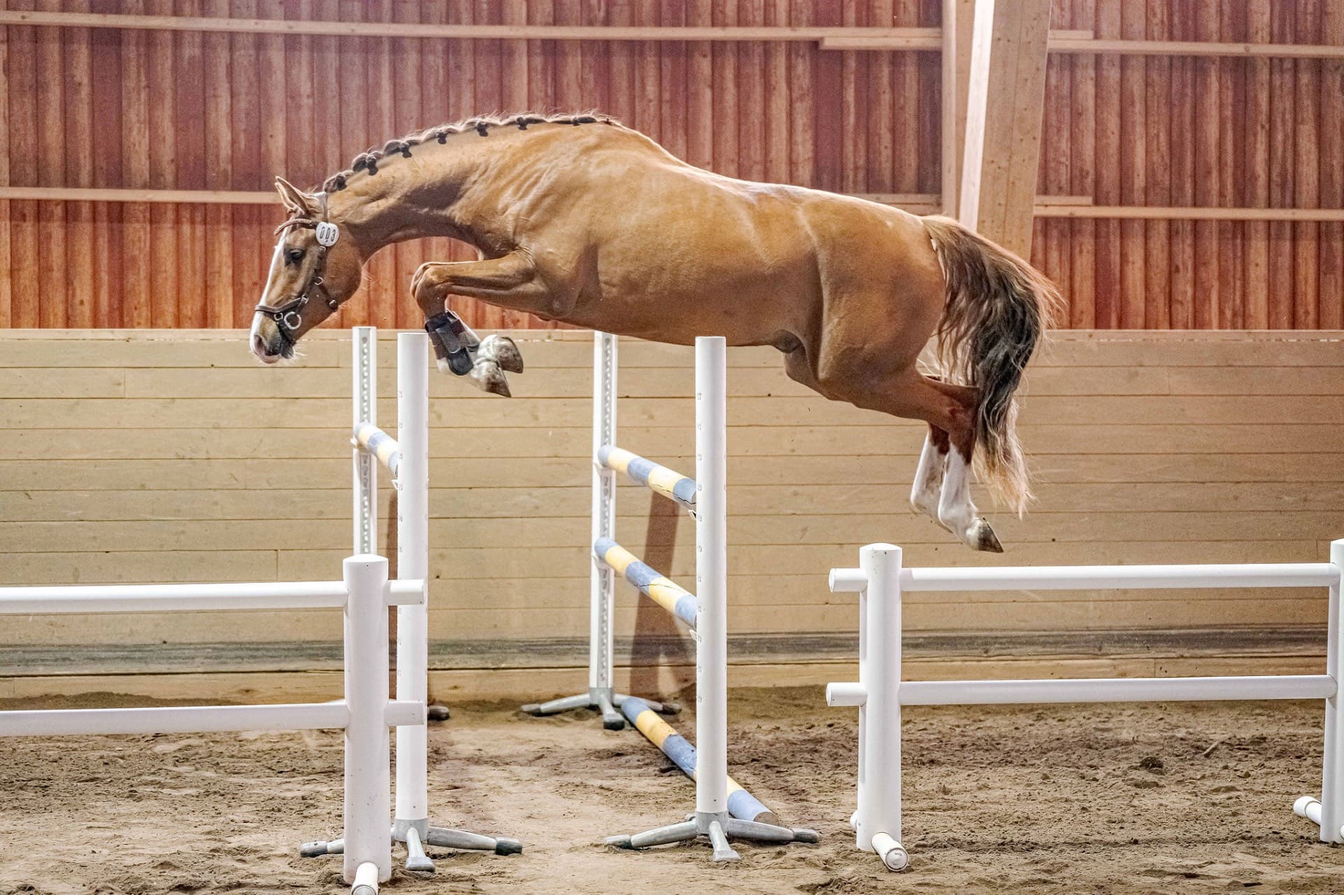 SWB vallack 3 år - Try Me-K van Kattenheye x Cassini ll