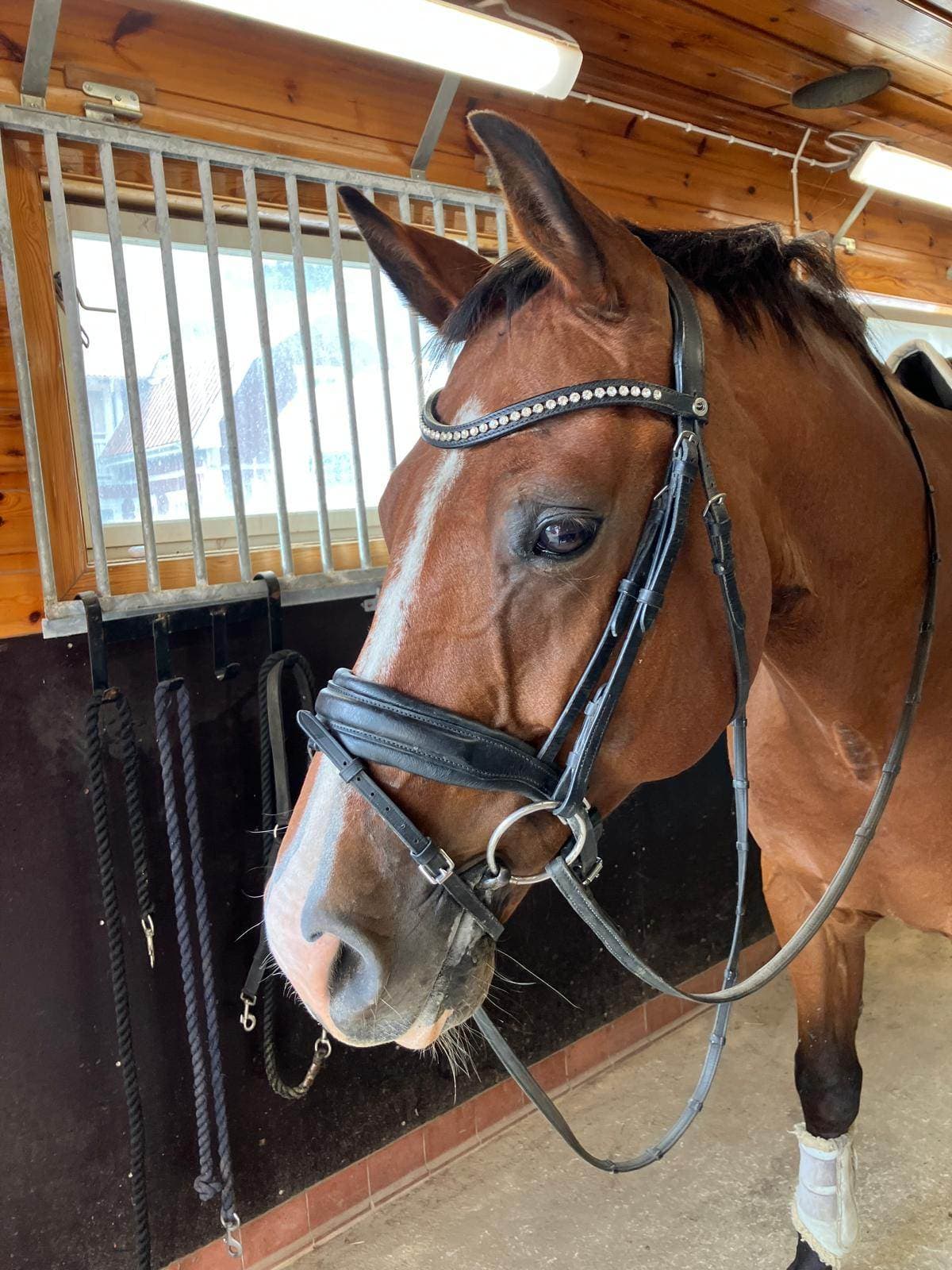 Välutbildade dressyrhäst