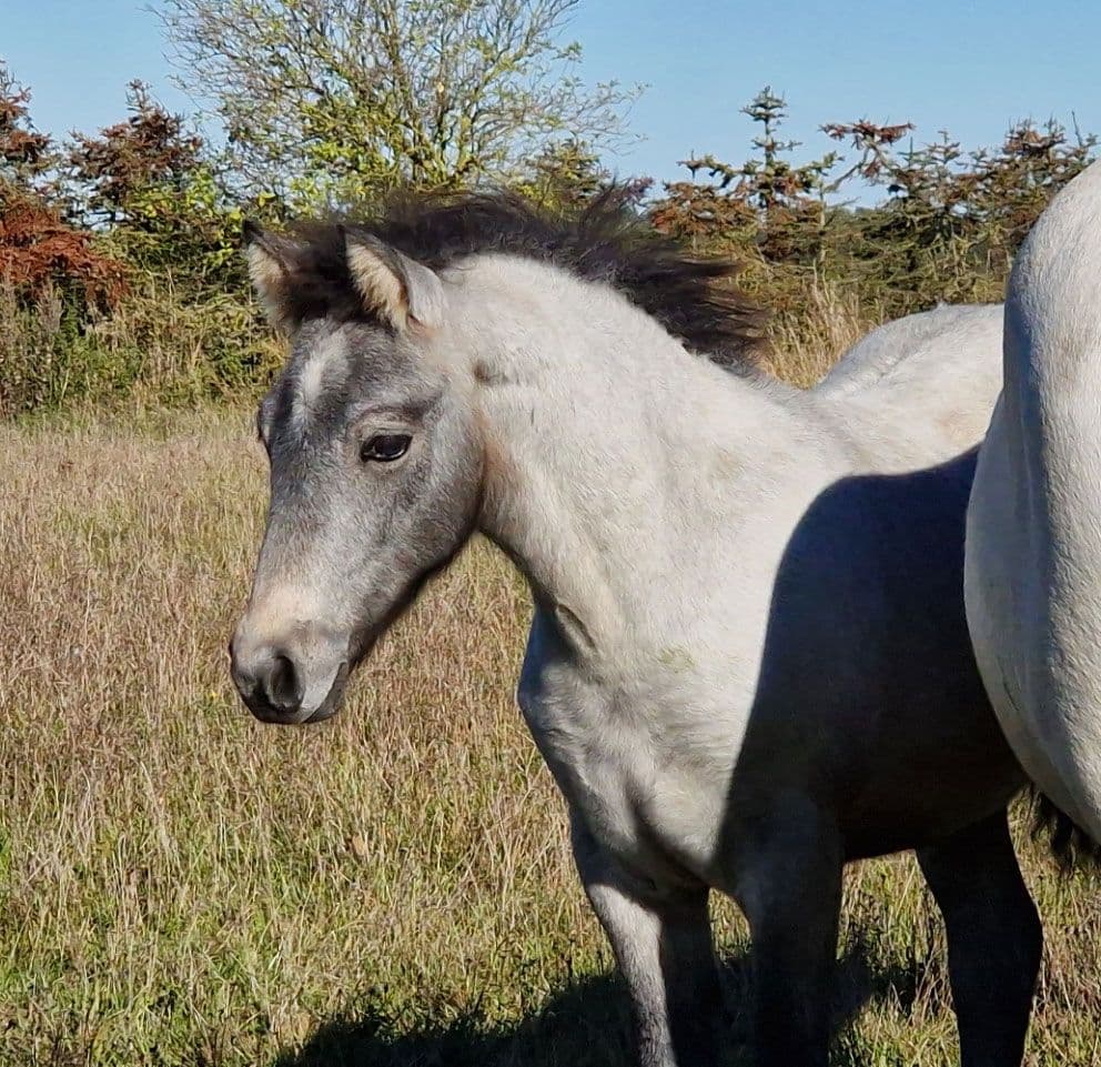 Connemara yearling colt/gelding with charm and capacity
