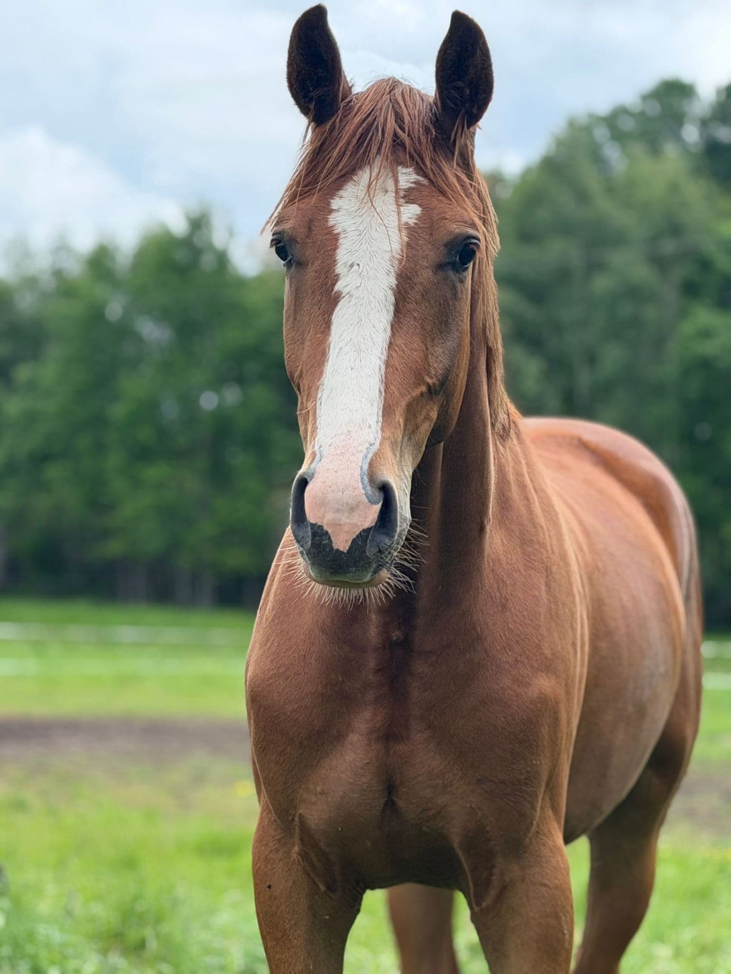 En snygg, långbent lovande hopphäst 