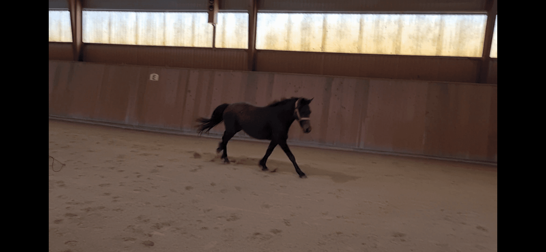 Toppstammad Connemara -24 