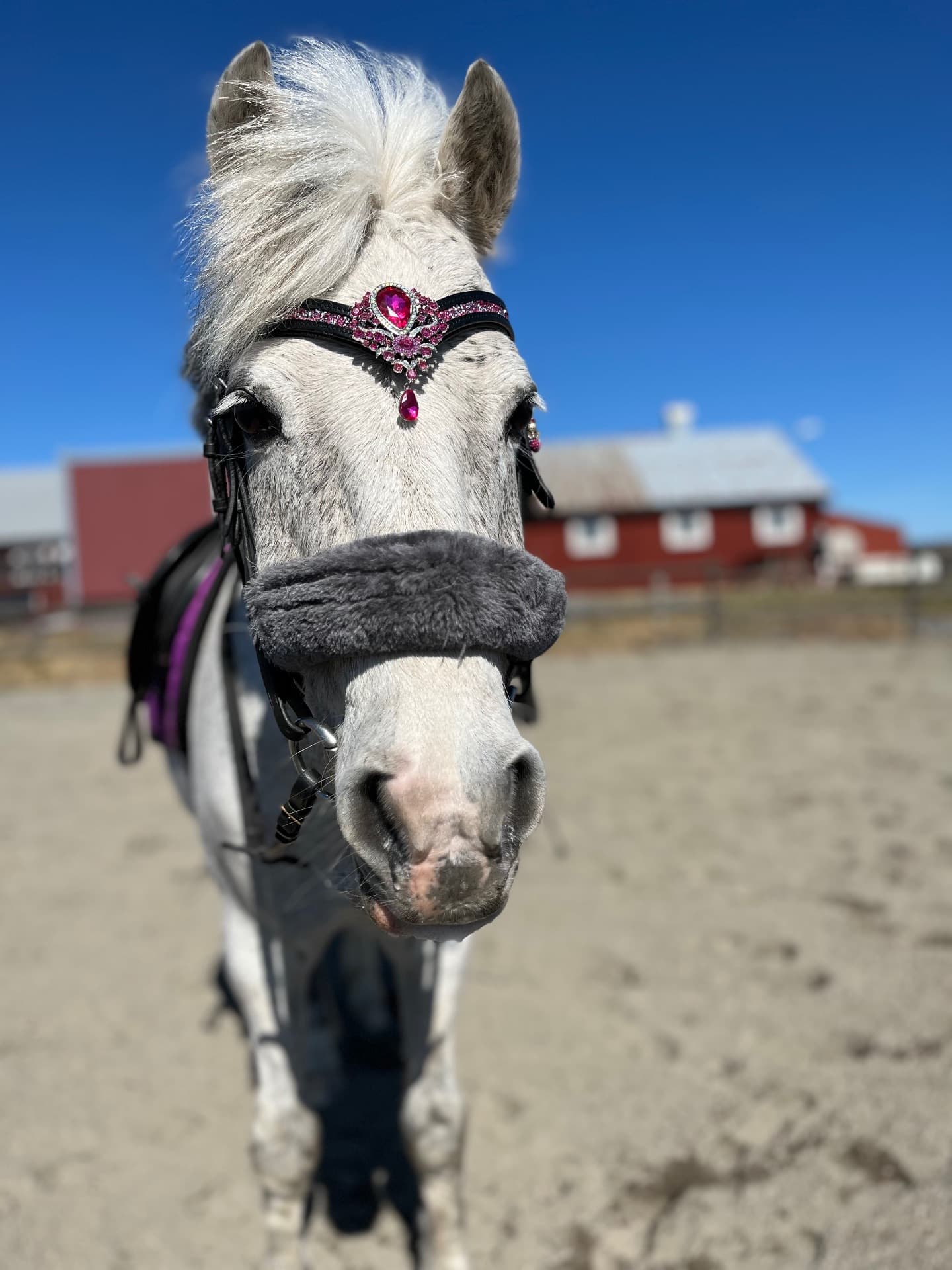 B-ponny söker ny bästa vän