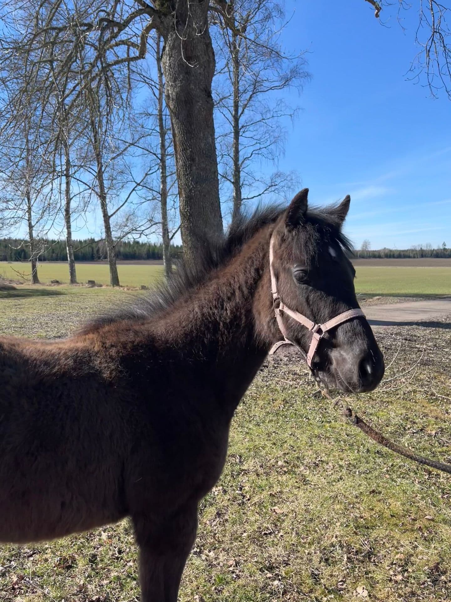 Vacker hingst med lovande stam