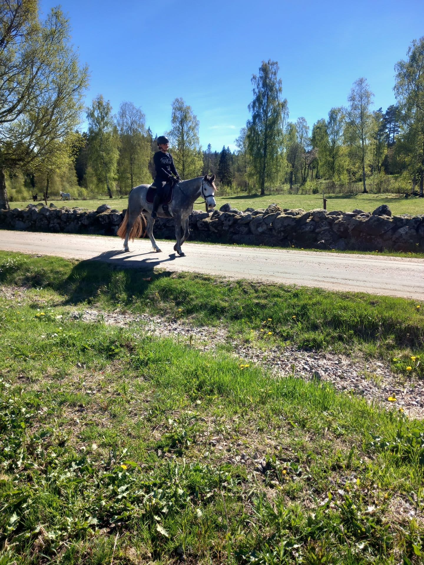 Svenskfödd connemarasto