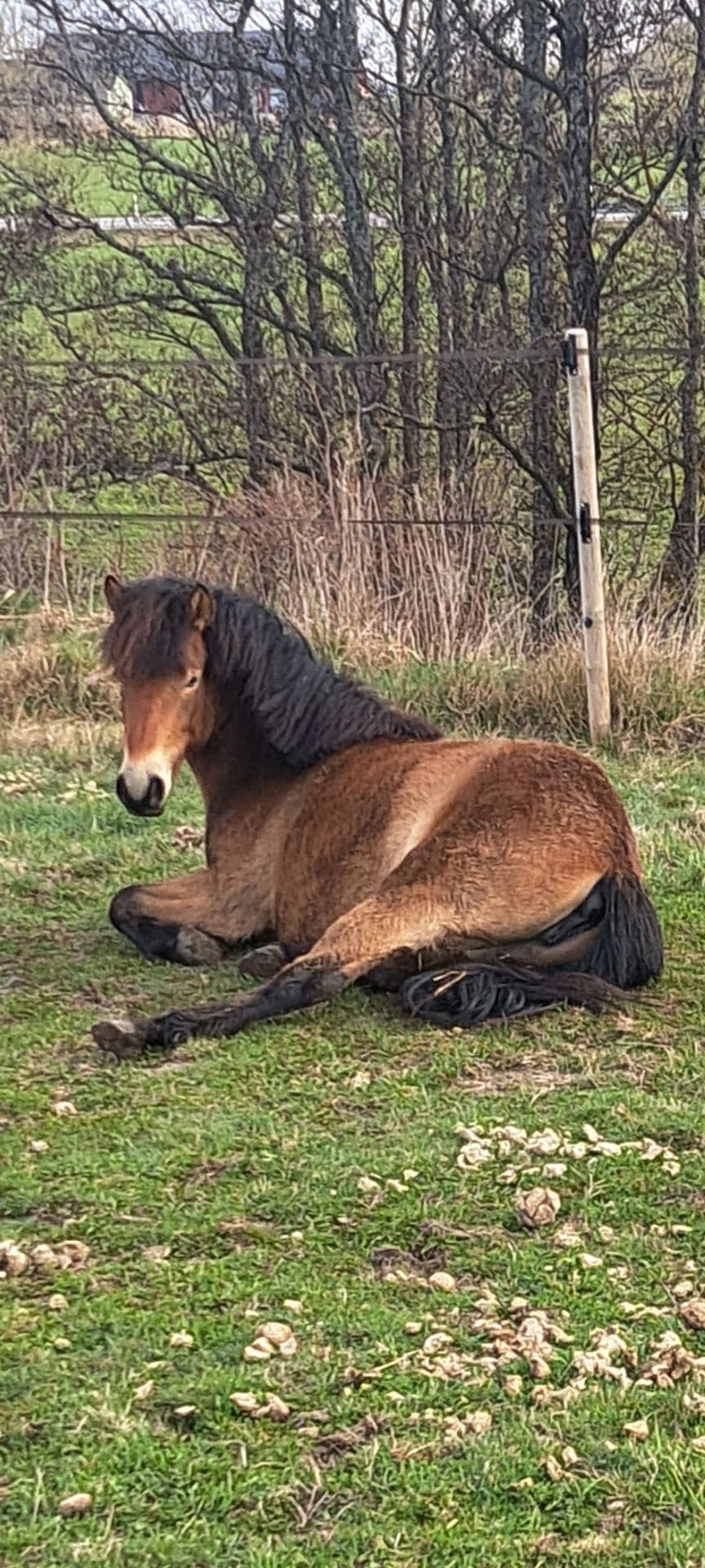Mysponnys söker myskompis