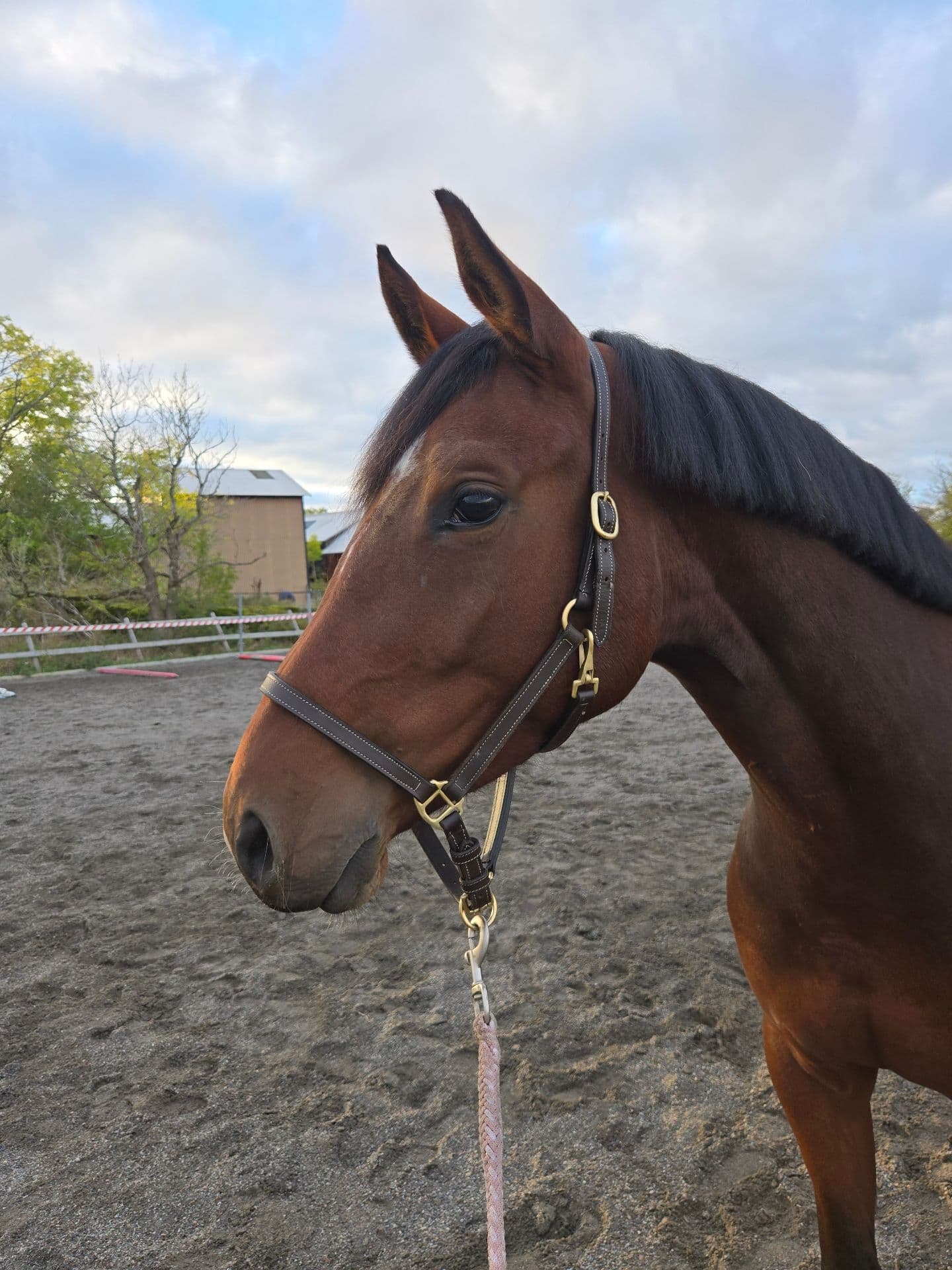 Trevligt sto för tävling, hobby eller verksamhet