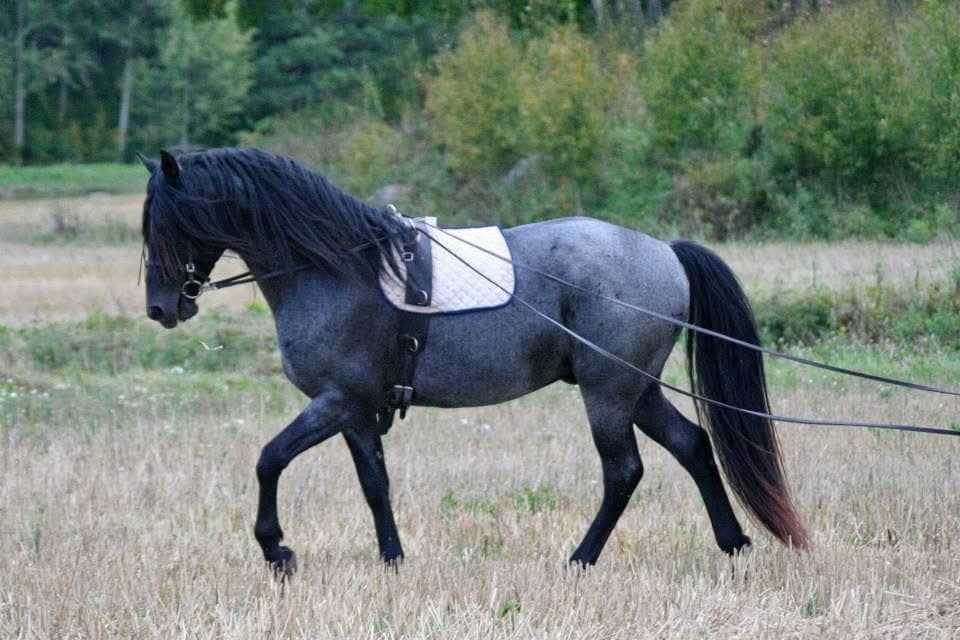 Black Pepper - Annan