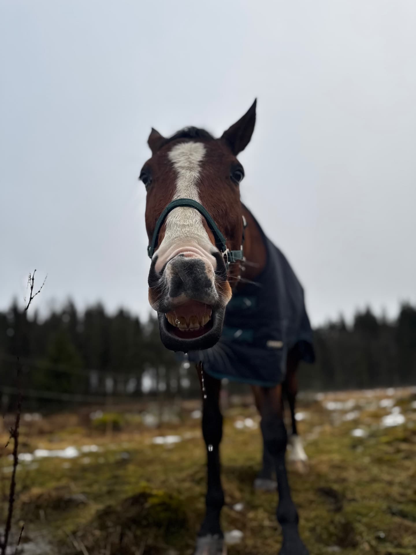 Drömhästen
