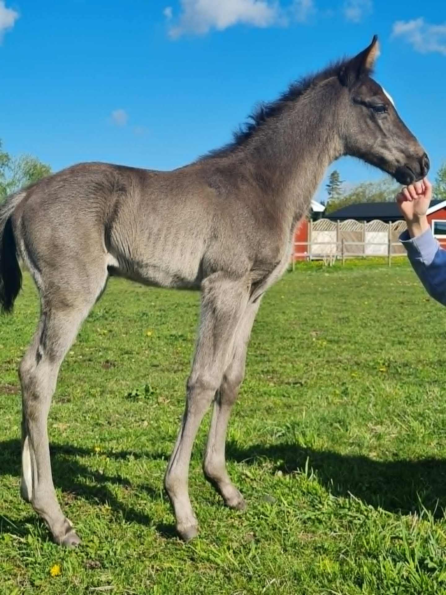 Svart hingst som syns i mängden