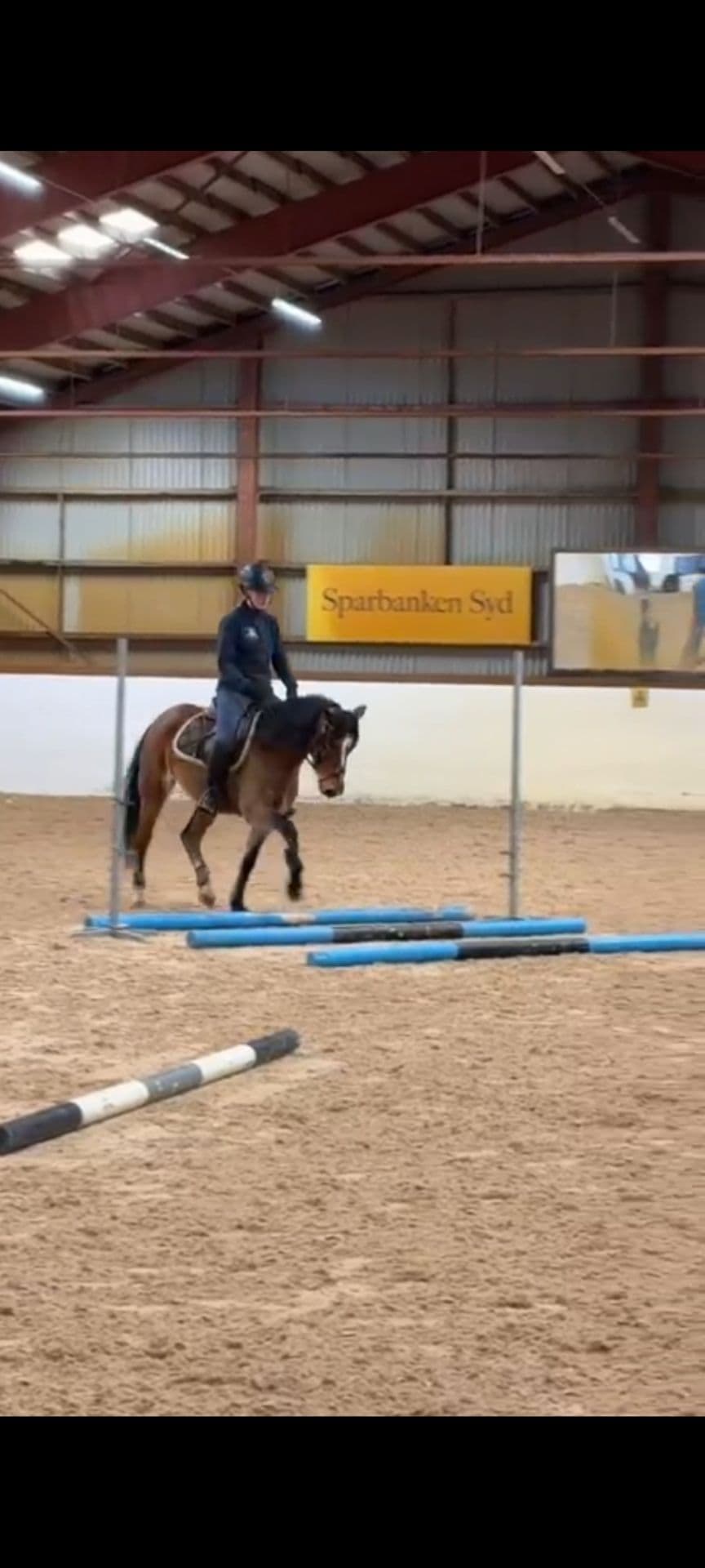 Lovande C ponny connemara sto 