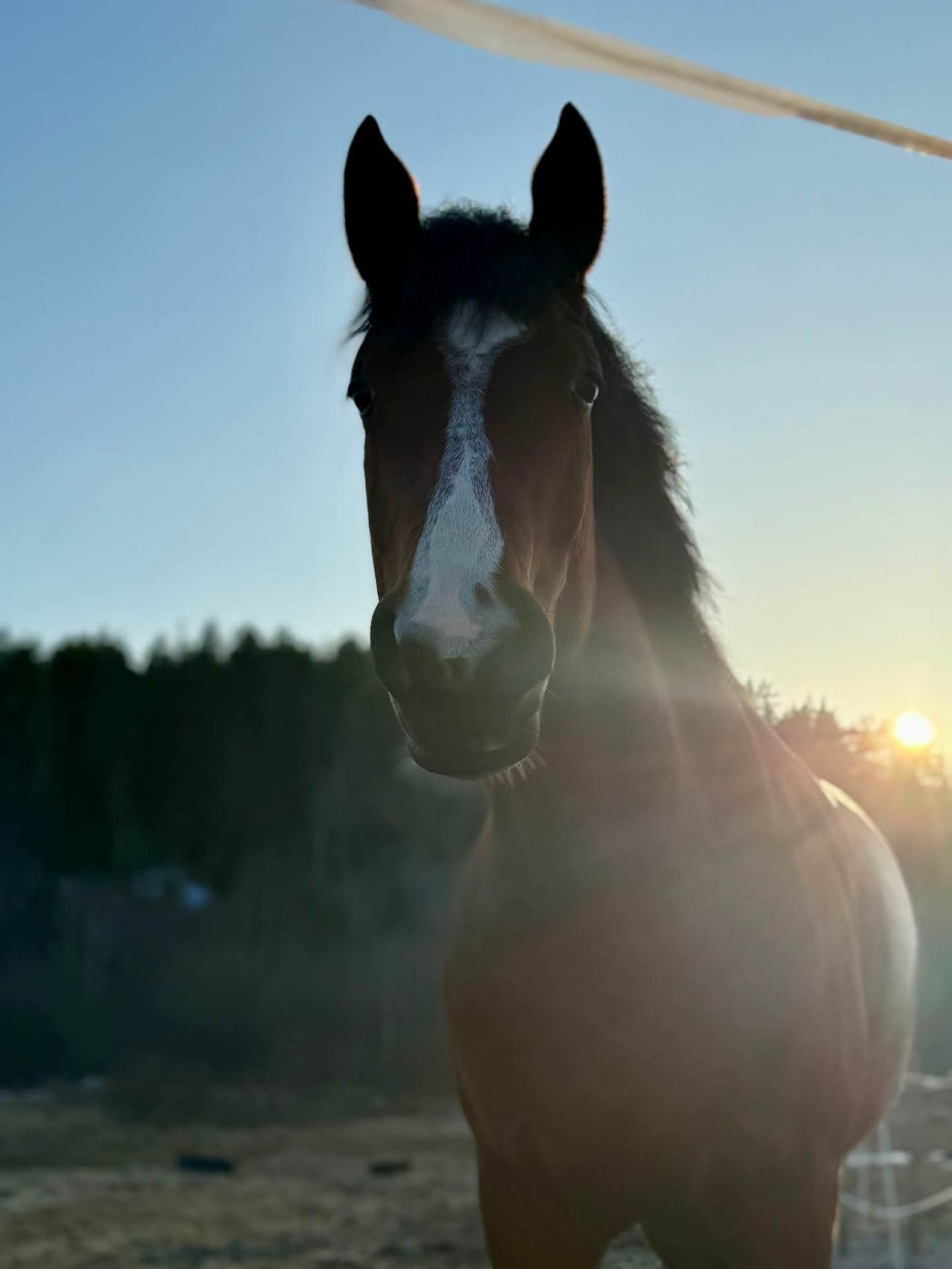 Sonya söker nytt hem