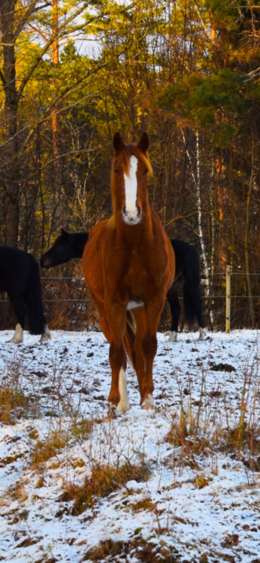 Uttrycksfull hingst säljes