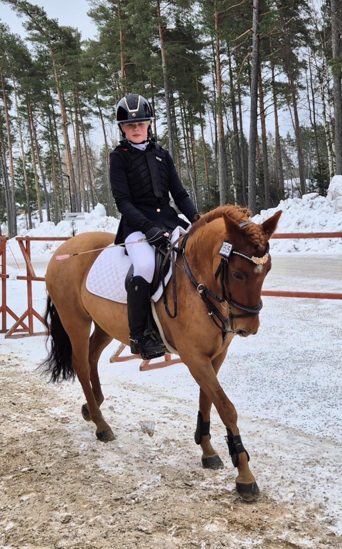 Supermaxad läromästare med hög ridbarhet