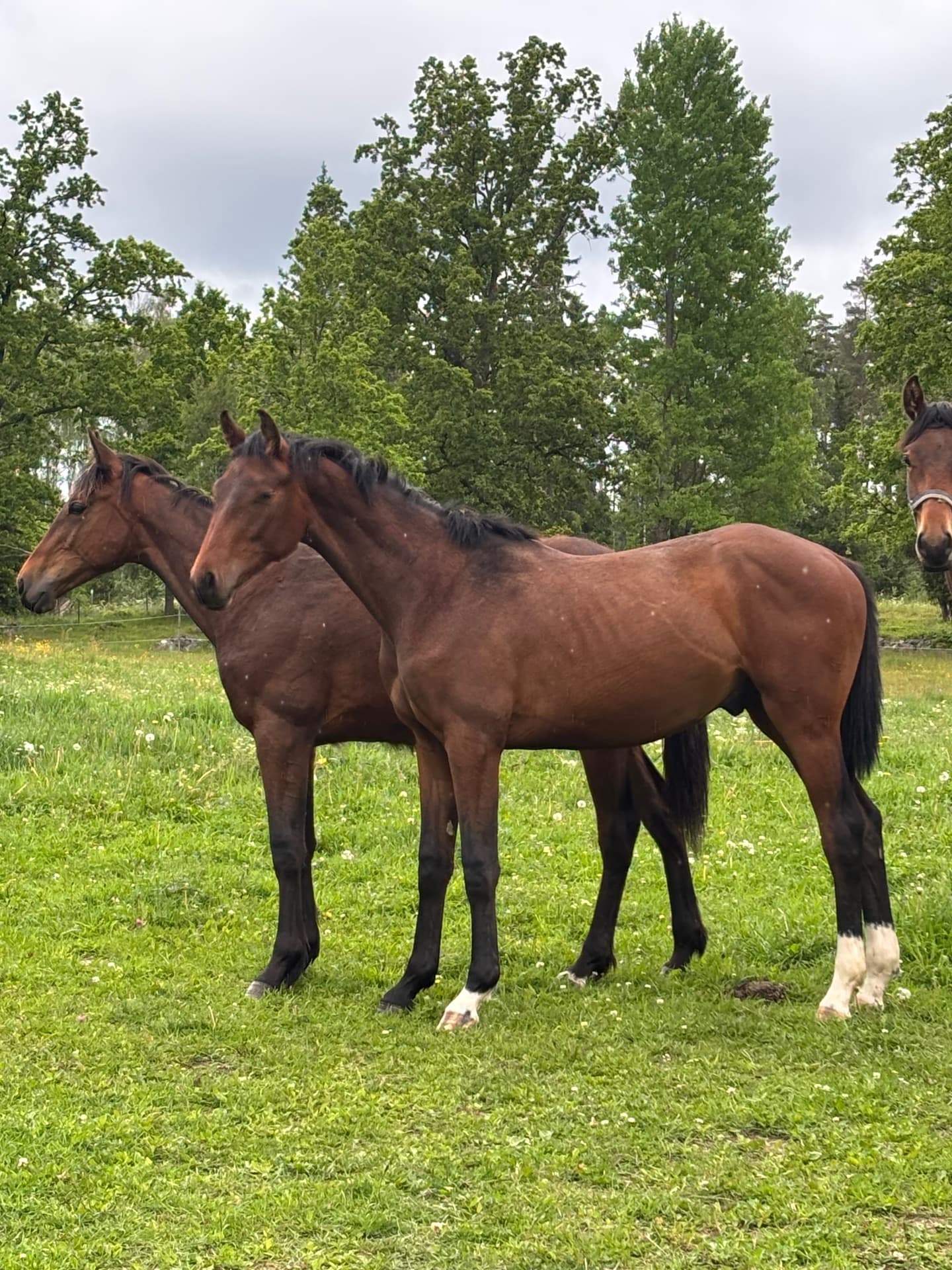 Din nästa dressyrhäst