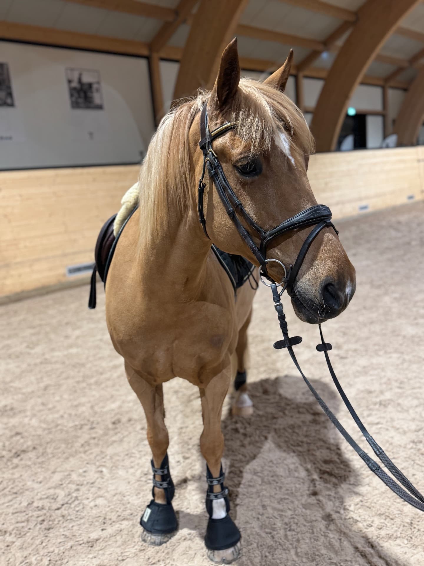 Häftig allroundponny ✨