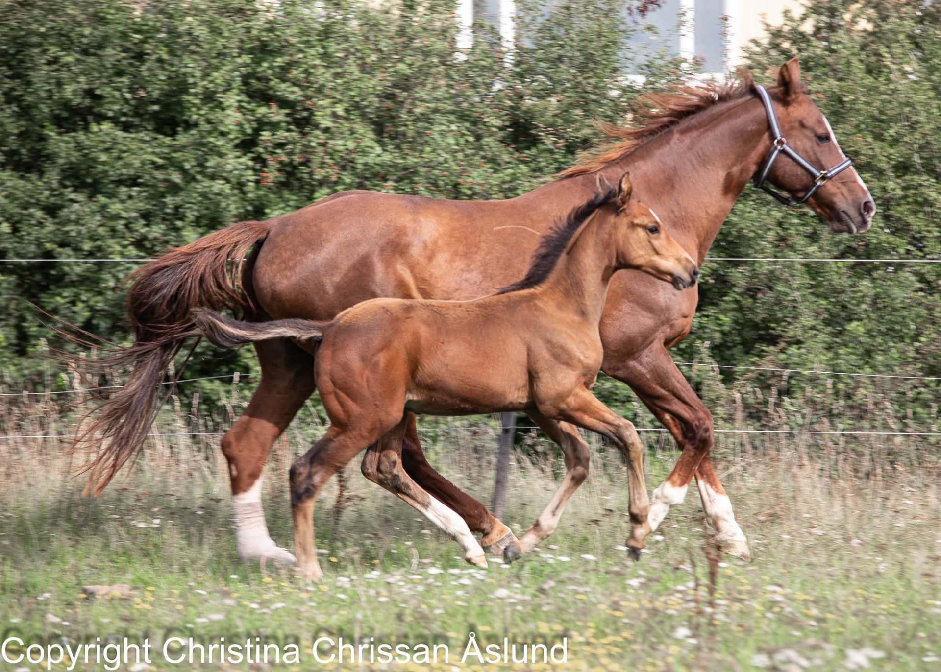 Plats för dräktiga ston och sto med föl