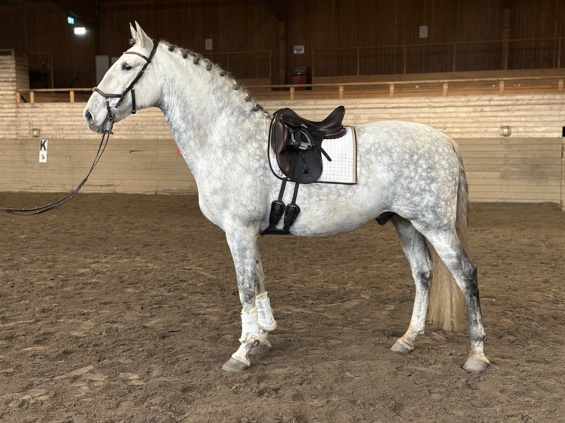 Stor och maffig PRE. Blickfångare