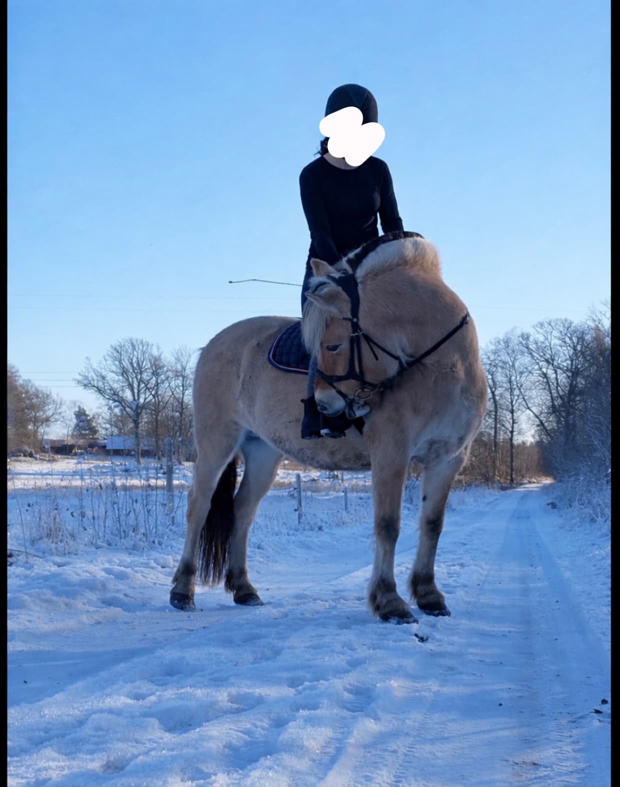 Häst med ett hjärta av guld