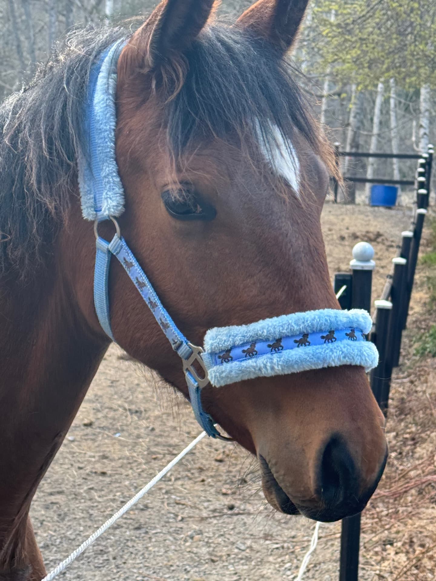 Blivande tävling/träning partner 