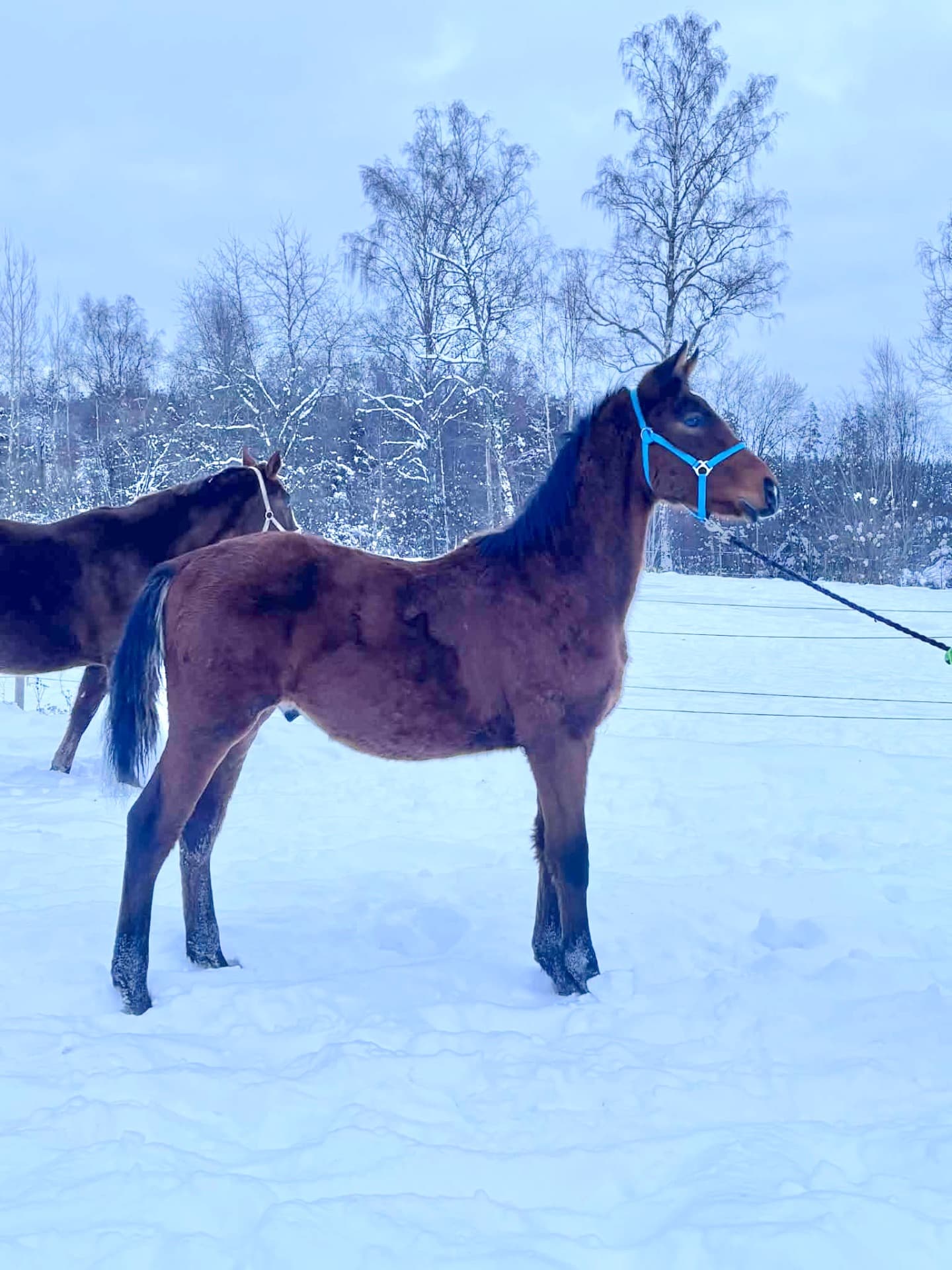 Trevlig dressyrkille 