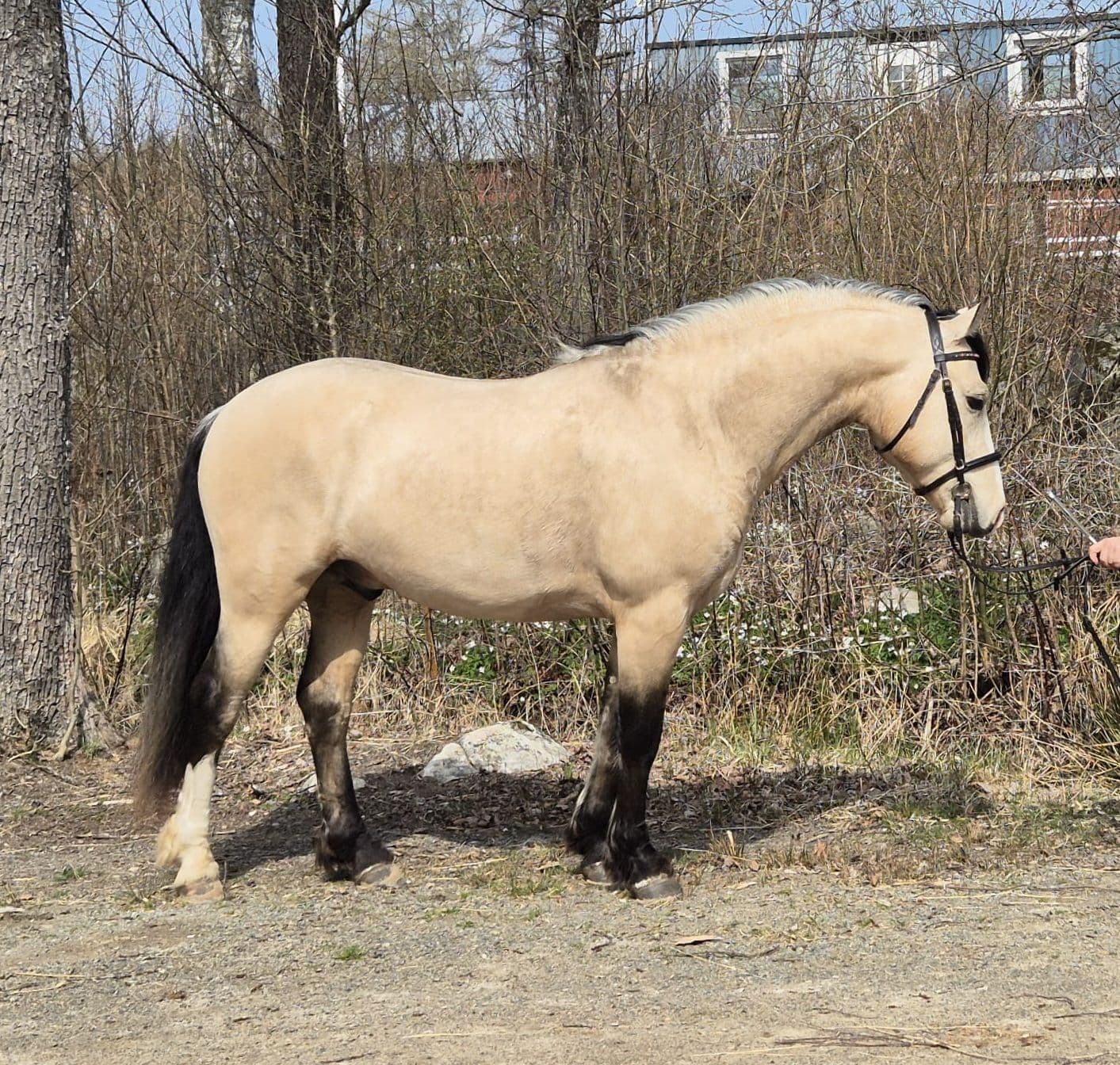 Baron de Lei CJ - Connemara
