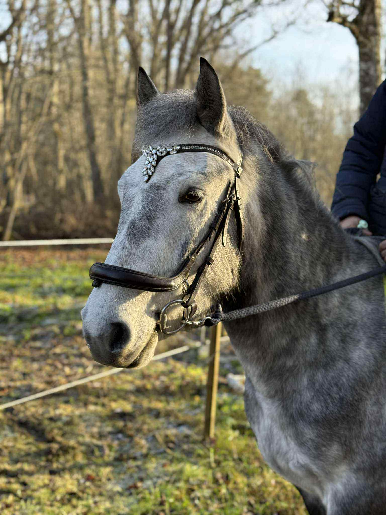 Supersocial, snäll, svenskfödd kille med fina gångarter