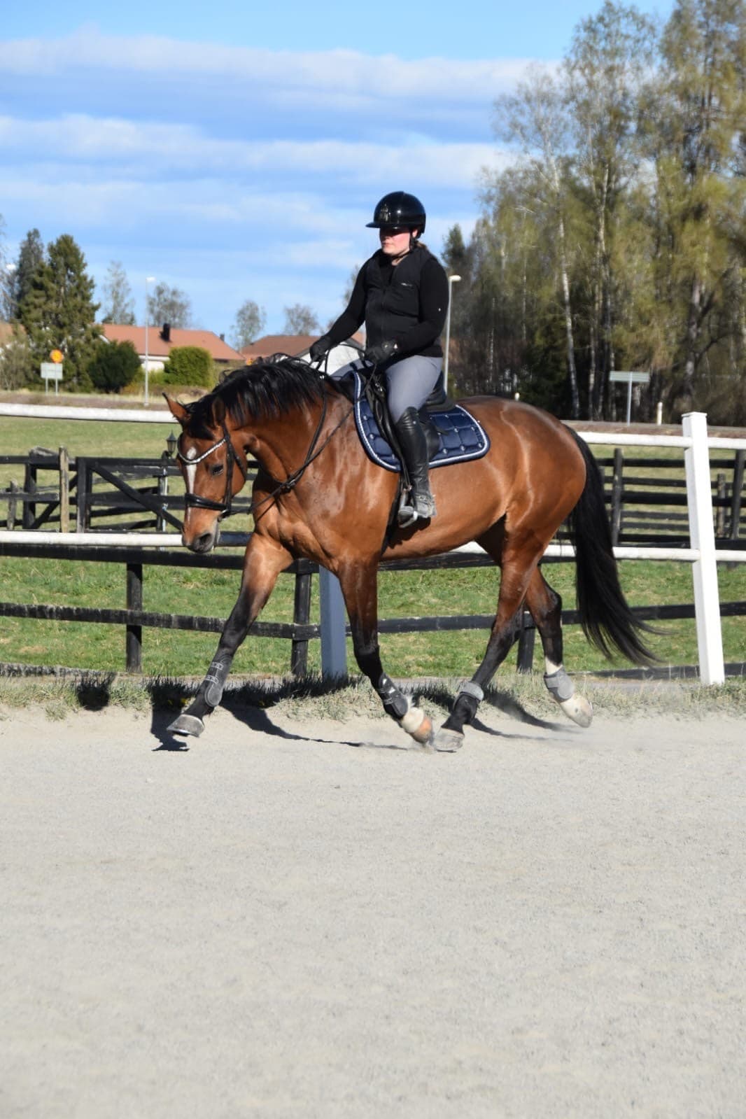 Selektionssto med fin dressyrstam