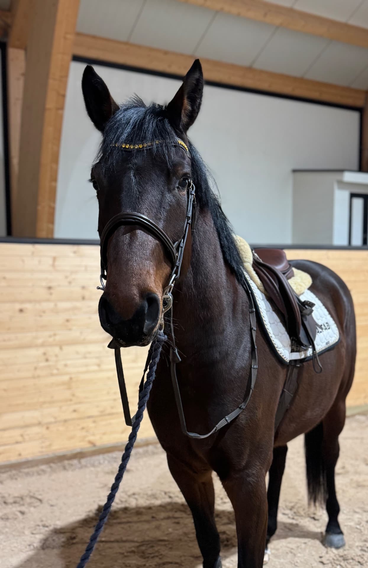 Lovande unghäst 🌟