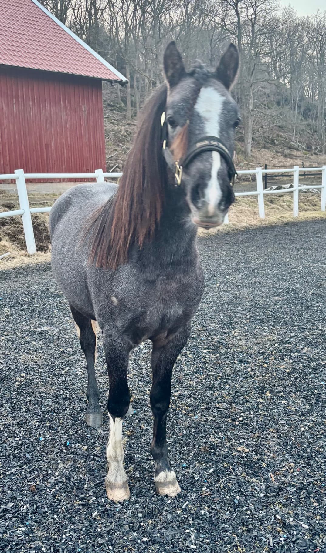 Framtida tävlingsponny 