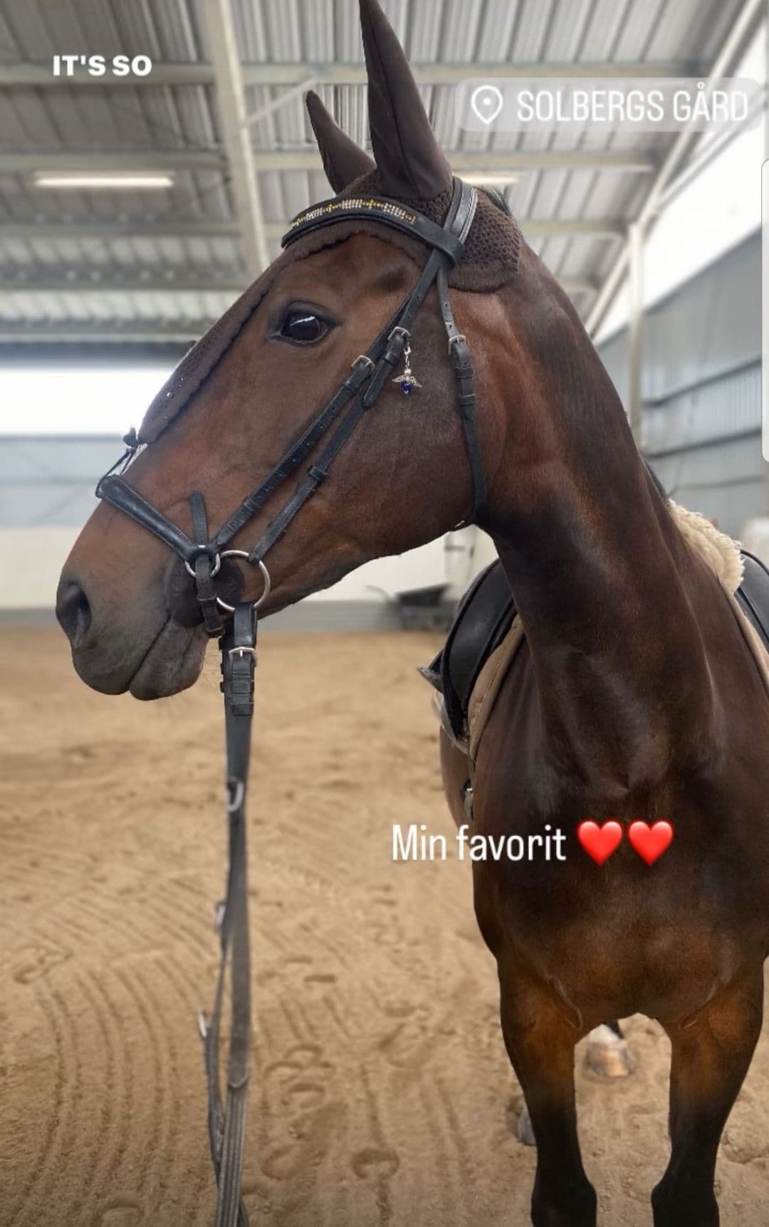 Vackert sto söker tryggt och långsiktigt hem.