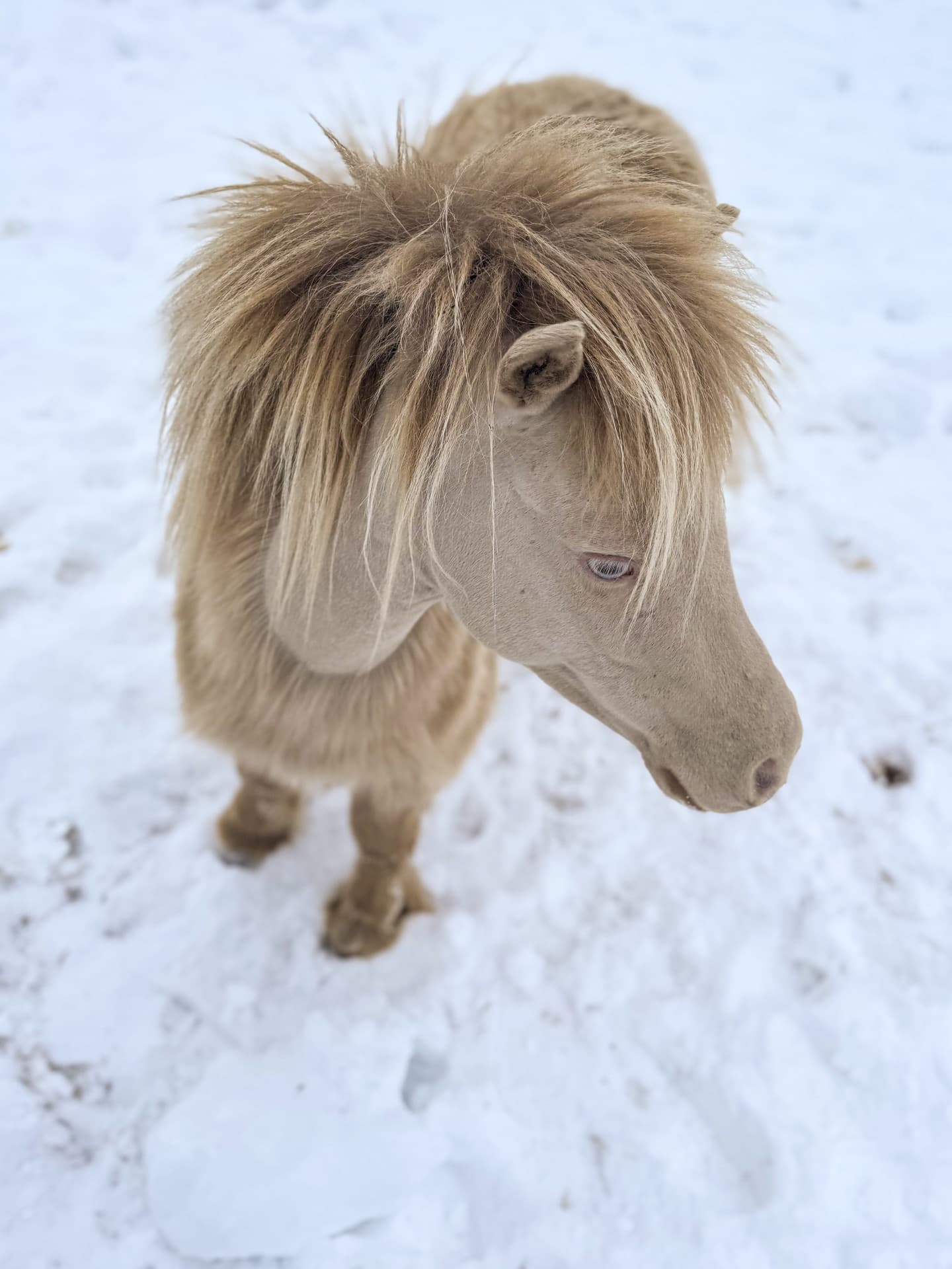 Amerikans miniatyr, hingstämne!