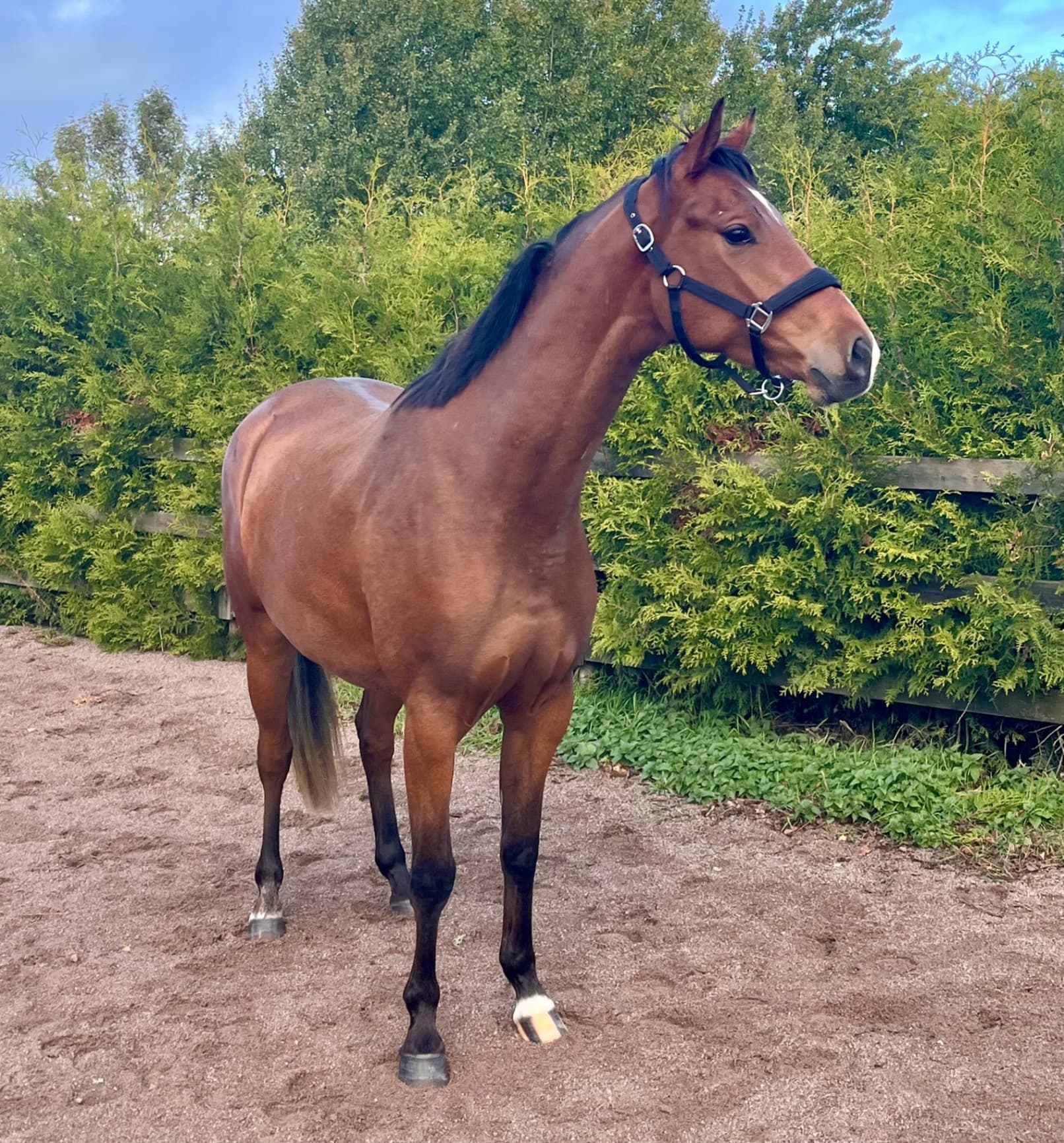 4-åring för hopp/fälttävlan