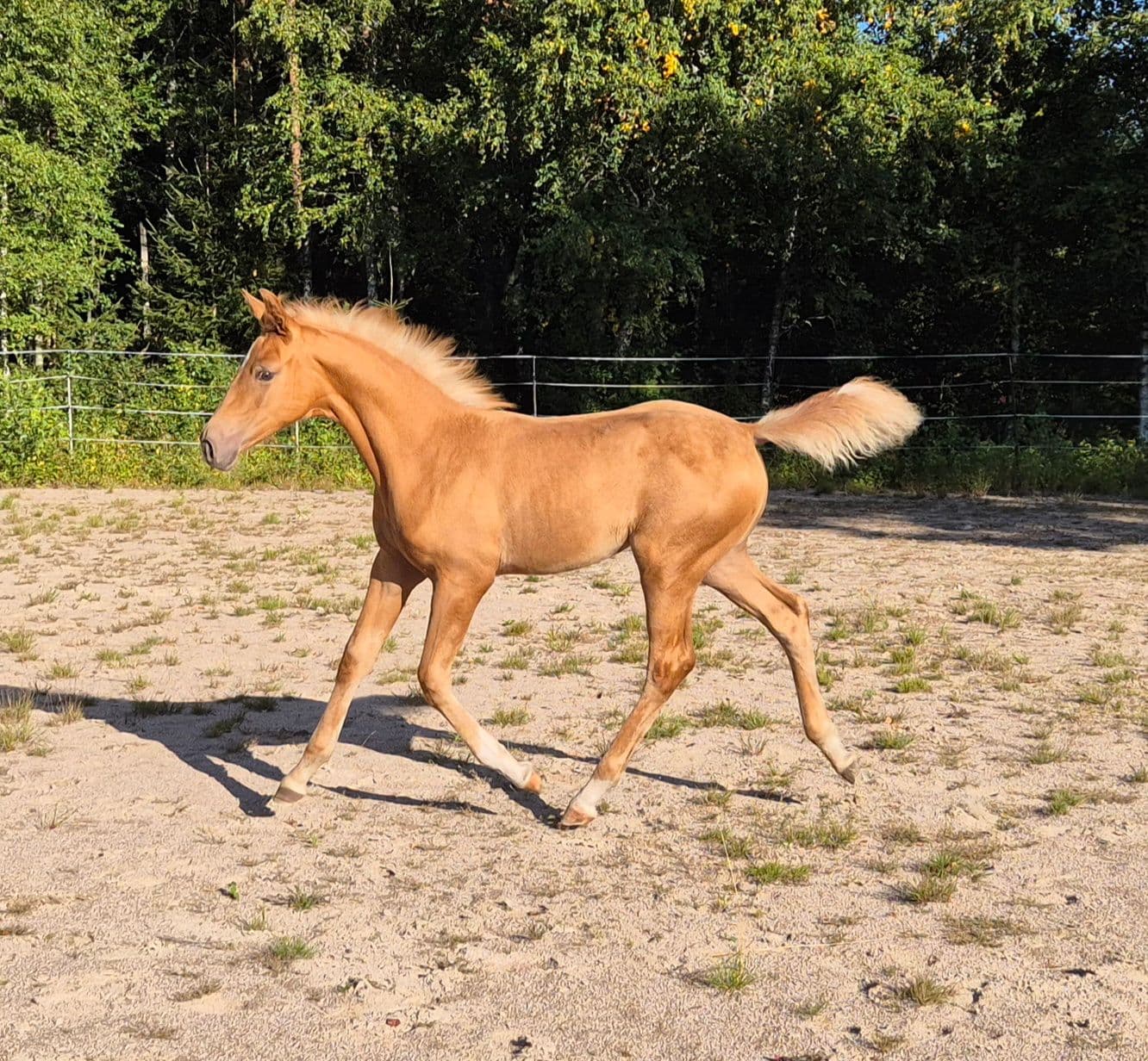 Lovande dressyrhäst